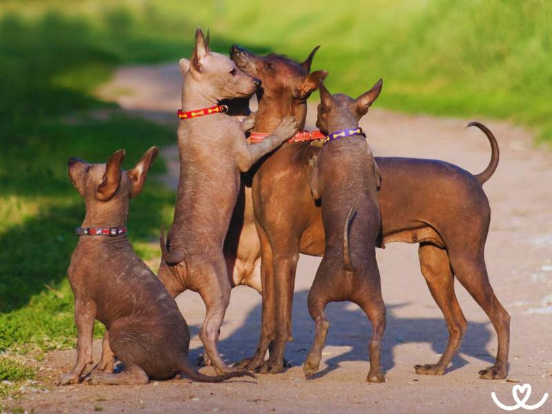 Plemeno-mexicky-nahac-Xoloitzcuintle (3)